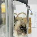 서울 베스트 동물병원 | 이전한 서울동물심장병원 심장초음파 검진 후기