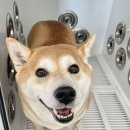 그루밍무무 이미지