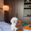 명진상사 | [쏜직한후기] 상반신 프로필 촬영 : 서면 진픽스튜디오: 진짜 꼭 가보세요 (부제:고양이카페)