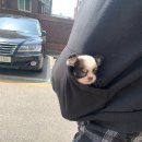 헤이독(HEY-DOG) 이미지