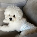 유성애견호텔 이미지