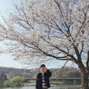 삼하리 | 양주 장흥 매내미 벚꽃길 실시간 후기 포토존 추천