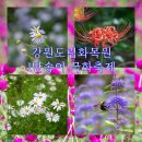 춘천 가을 명소 강원도립화목원 국화축제