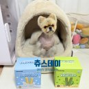 요거츄 | 🐶알러지 걱정 없이 양치까지! 츄스데이 요거츄 & 렐라츄 후기🦷✨