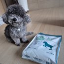 밸런스독 | (협찬) 이즈칸 독 어덜트 밸런스 사료 체험후기