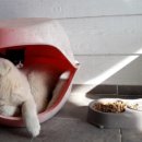 강아지와 고양이 이미지