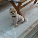 다사랑 애견 이미지