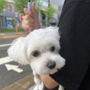백슬동물병원 | 백슬동물병원 슬개골탈구 수술 후기