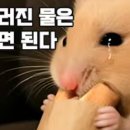 쉐박