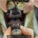 앞선동물병원 이미지