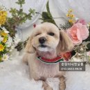 하나펫살롱 이미지