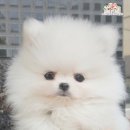 도그마루 이미지