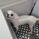 개이쁘댕 이미지