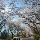 부흥로 산벚나무길 | 부산 황령산 벚꽃길 실시간 후기