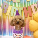 놀러오개 애견유치원 애견호텔 분당직영점 이미지