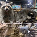 멍이와 쿤이 이미지