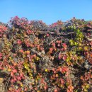 소보리애 이미지