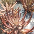 대해농장 이미지