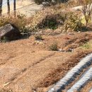 라온피네 이미지