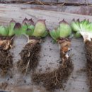 영원초등학교 이미지