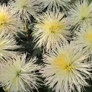 어진마을한화꿈에그린아파트 이미지