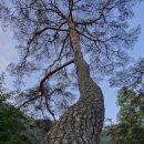 본시바 | 예천 걷기 - 초간정, 초간종택, 회룡포