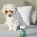 문퍼피 | 산책 싫다던 노견 메디퍼피 엑티브 M 강아지 관절 근육 영양제 급여 후 달라진 후기