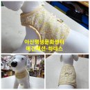 문화애견 이미지