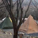 초월약초 이미지