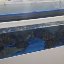 서울수산물회센타 이미지