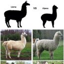 알파카 이미지