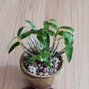 무명농장 이미지