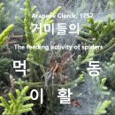 거미들의 먹이활동 The feeding activity of Spiders 이미지