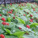 예쁜여우 이미지