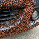 Meguiar's | 🚗 "러브버그가 차를 덮쳤어요!" — 도장 손상 막는 현실 대처법 총정리