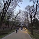 도심관통트윈스타입구 | 선정릉의 봄: 도심 속 밤에 피어난 벚꽃 낭만