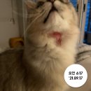 율량열린약국 | [고양이피부병]알파헥시딘 소독약 사용후기 효과따봉