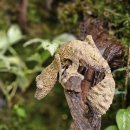 파충류샵 렙타일스테이션 이미지