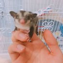 와오뎅 이미지