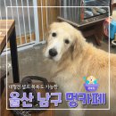 쉬고가개 | 울산 남구 애견셀프목욕, 대형견도 가능한 멍카페 내돈내산