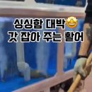 중앙도매 | 정관 맛집 [오케이도매횟집 정관점] 싱싱한 제철 횟집 후기