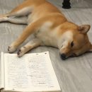 버스승차대 15-221 | [일본] 다카마쓰 여행 후기 1일차 - 다카마쓰공항 리무진버스, 리쓰린코엔, 가정집 숙소, 유메타운