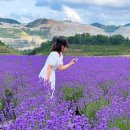 Re: 06월 21일 동해 무릉별 유천지 라벤다 축제.무릉계곡 추억여행 이미지
