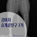분도메디컬 | 증상도 없었는데 슬개골탈구 2기라고요? 😮 강아지 슬개골탈구 2기 후기 _ 강서구 아프리카동물메디컬센터