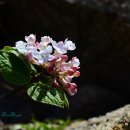 꽃을주는사람 이미지