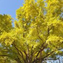 금송2길 | [원주 가볼만한 곳] 치악산 구룡사 (주차, 입장료, 단풍현황 등)