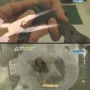 멍멍 이미지