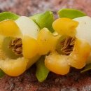 감꽃향기 이미지