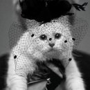13번째고양이 이미지