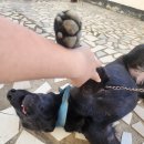 다이브11 | 세부 찐다이브 오픈워터 스쿠버 다이빙 후기, 가격(내돈내산)